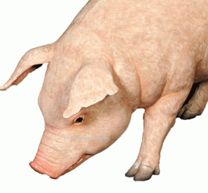 돼지 동물모형 조형물