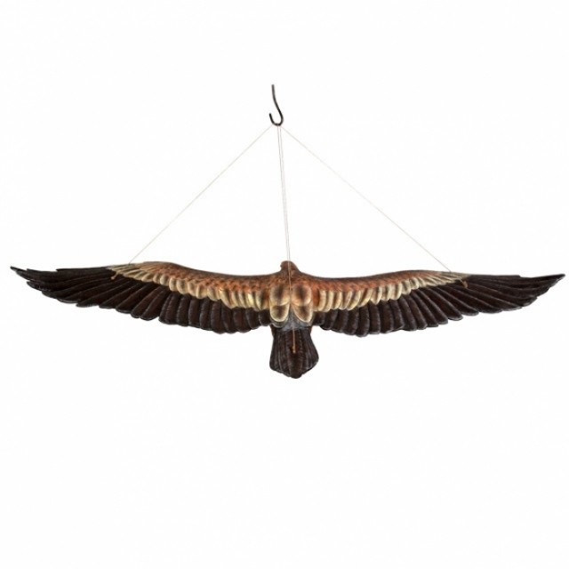 쐐기 꼬리 독수리 모형 조형물 인테리어 모빌 포토존 장식인형 187cm